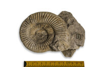 F 04010
<br/>
<br/>
<em></em>